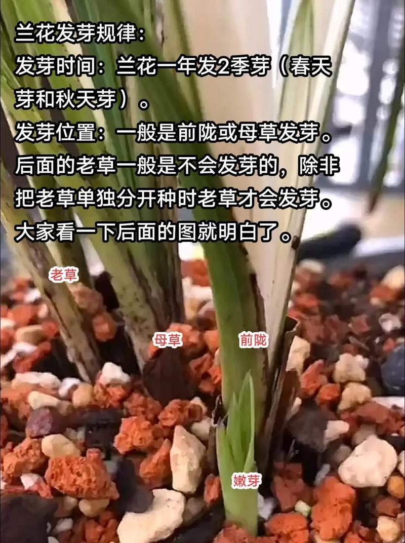 兰花的生长环境剖析（寻找兰花的最佳生存场所）