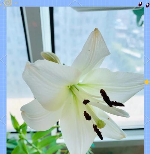 百合怎么开花慢（培育美丽的百合花，享受缓慢盛放的美好）