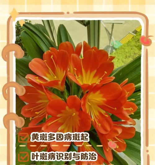 君子兰叶子开裂的原因及应对方法（君子兰叶子开裂怎么办，让你的君子兰健康成长）