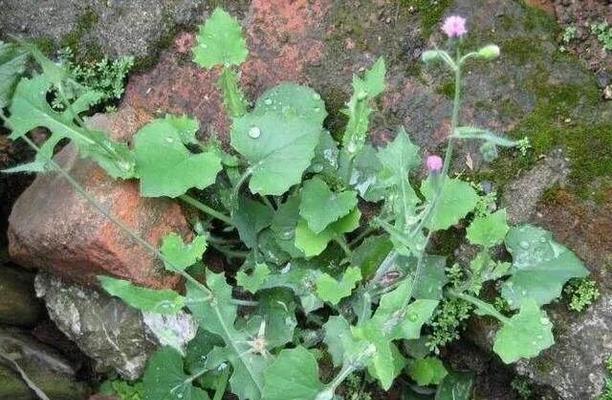 蒲公英不是裸子植物（解读蒲公英的分类和特点）