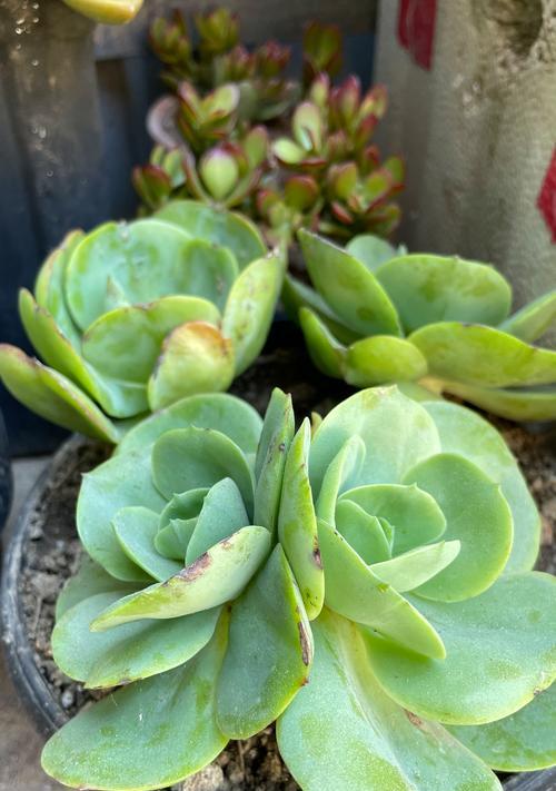 多肉植物的养护技巧——过盆期后的关键步骤（让你的多肉植物健康成长，快速适应新环境）