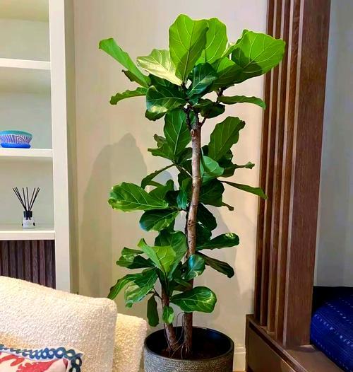 室内招财树的养护指南（打造幸运之树，享受财富与繁荣）