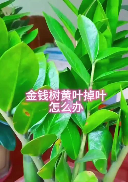 金钱树叶片发黄的原因与处理方法（揭秘金钱树叶片发黄背后的问题，让你的绿植焕发生机）