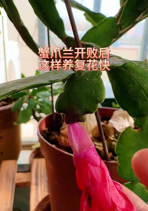 小螃蟹养花指南（以小螃蟹为伴，打造美丽花园）