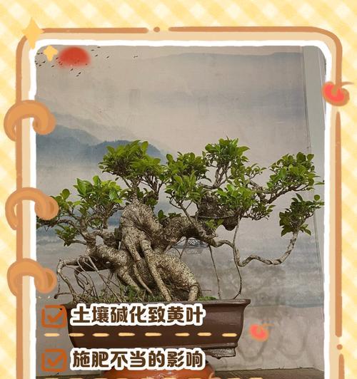 冬季榕树叶子发黑掉叶的原因与解决方法（寒冷天气引发的榕树叶子损害问题及科学养护技巧）