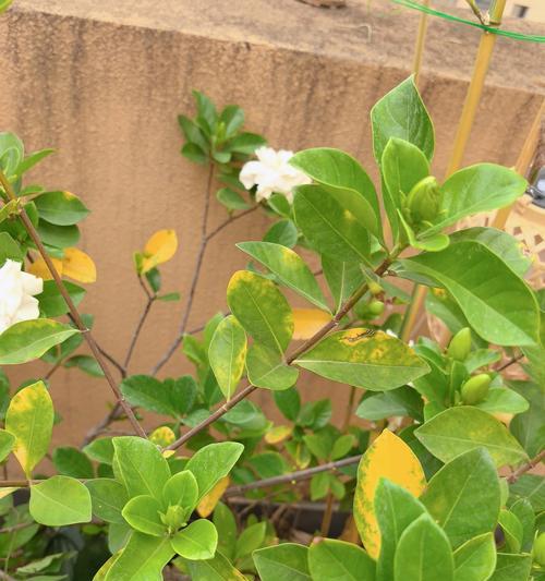 栀子花叶变黄了怎么办？（怎样诊断和处理栀子花叶变黄的问题）