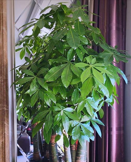 家居花卉聚财大法（让美丽与财富并存的家居花卉推荐）