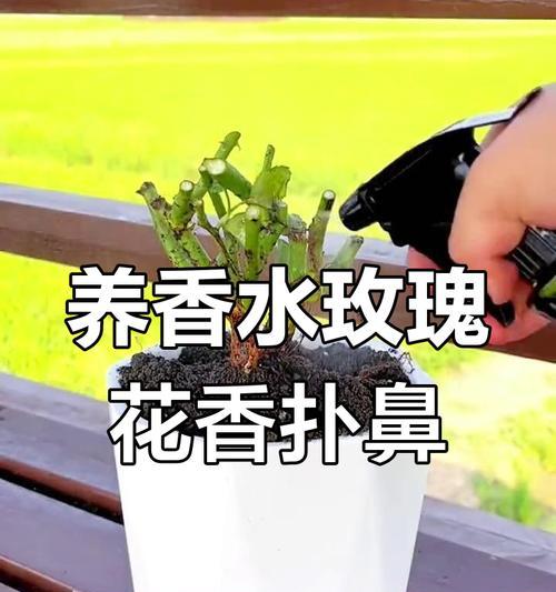 玫瑰花的培养与养护（打造美丽花园的必备技巧）