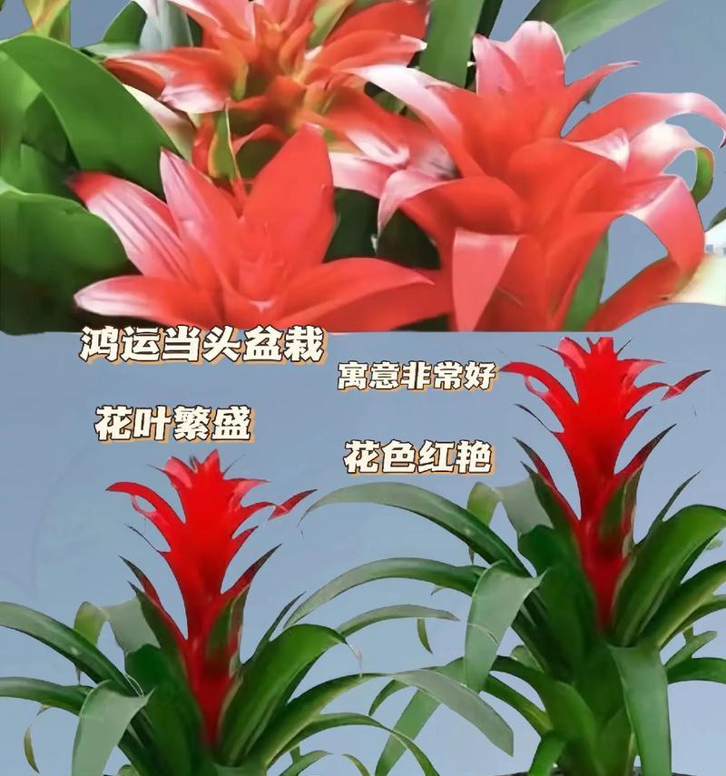 以盆栽鸿运当头——分株繁殖的奇妙之道（园艺爱好者必备技巧，助你打造繁花似锦的花园）