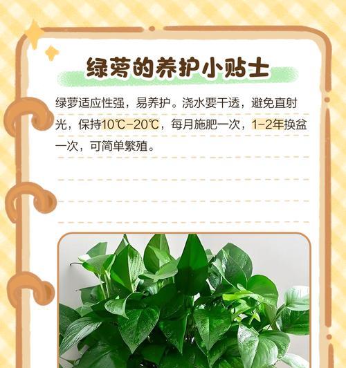 绿萝枝条过细，如何解决？（绿萝修剪与增粗技巧，让枝条更健壮）