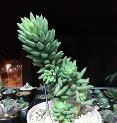 千佛手（探索千佛手的独特食用方式，享受健康与美味的双重盛宴）