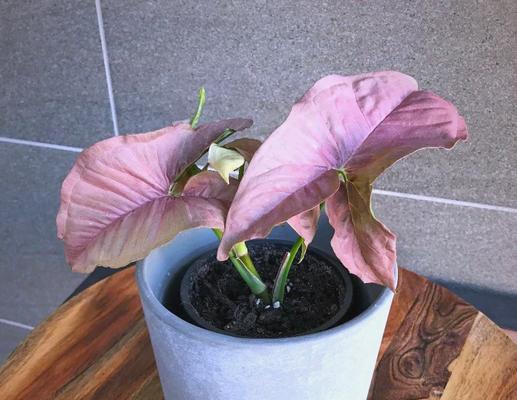 合果芋水培叶子蔫了怎么办？（水培合果芋叶子枯萎的处理方法）