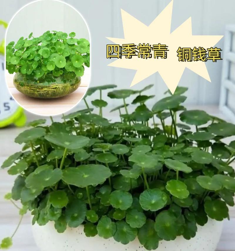 铜钱草的养护指南（打造健康美丽的铜钱草家园）