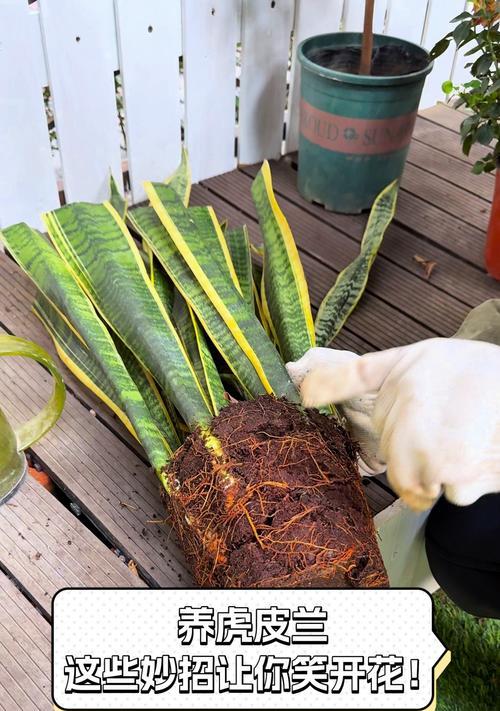 以虎皮令箭花怎么养？（宝贝花中的养护技巧）