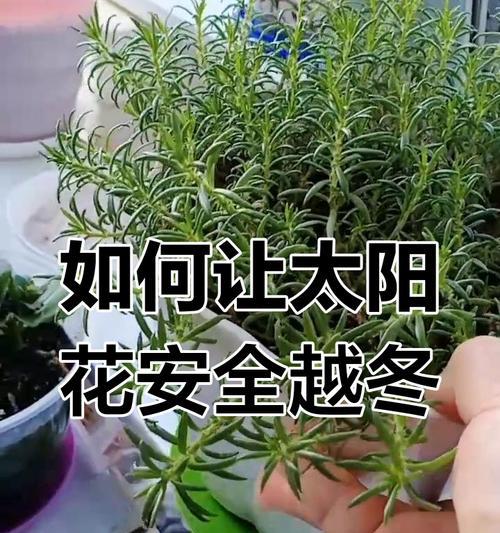 如何正确养殖以太阳花（以太阳花养殖方法及技巧）