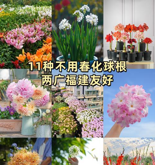 朱顶红冬季养护指南（了解朱顶红的过冬技巧，让你的盆栽健康度过寒冬）