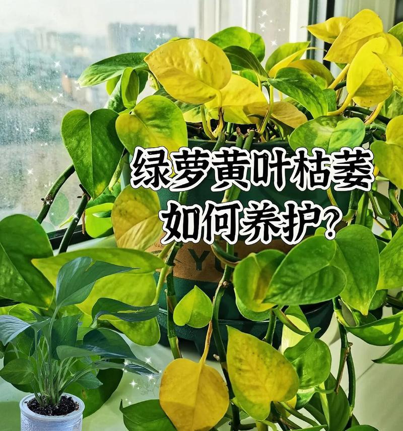 绿萝之道（探索绿萝养护的秘诀，让您的绿萝焕发生机）