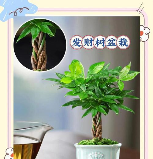 发财树的阳光需求与养护技巧（室内养殖常见问题解答，喜阴还是喜阳光？）