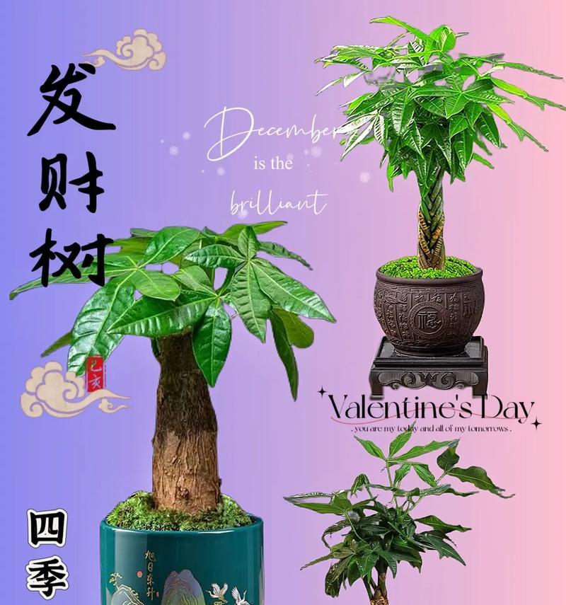 如何养护发财树小盆栽成长茁壮（打造寓财于景的绿色佳品）