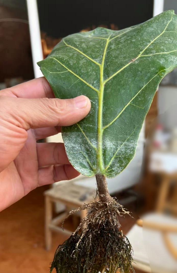 琴叶榕的生长与繁衍之道（了解琴叶榕的生长环境与技巧，助您打造一片绿色家园）