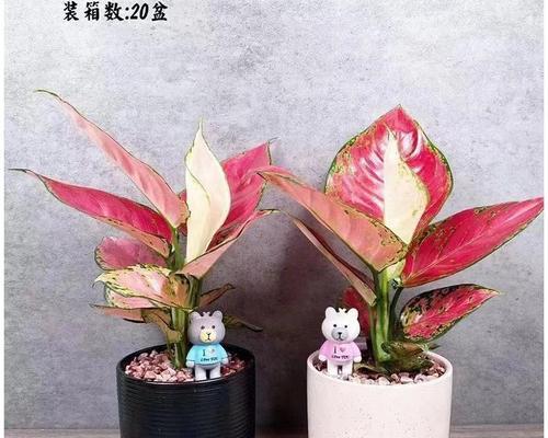 红如意的水养方法（如何用水养护红如意，让其美丽常驻？）