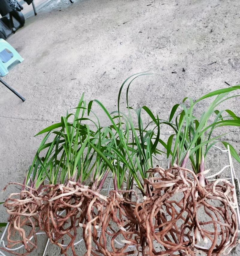 建兰分盆技巧详解（最佳时间、步骤、注意事项，让你的建兰更健康）