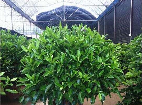 非洲茉莉叶子烂叶子的原因及处理方法（探索非洲茉莉叶子烂叶子的成因，并提供有效的处理方式）