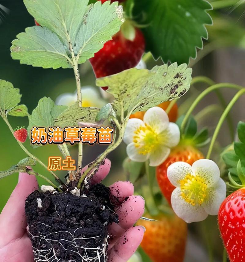 如何成功养护草莓盆栽植物（从选种到管理，轻松享受丰收的秘诀）