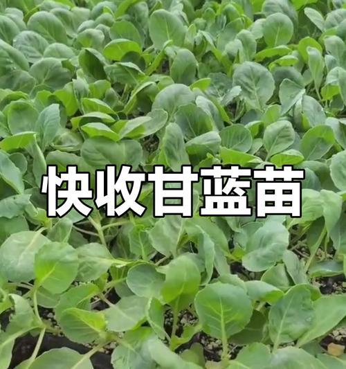 包菜的最佳播种时间（选择最适合的种植时间，获得最佳收成）