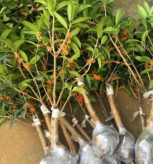 桂花嫁接多年，秘密揭开！（揭秘桂花嫁接多少年的方法和技巧，从出发寻找答案！）
