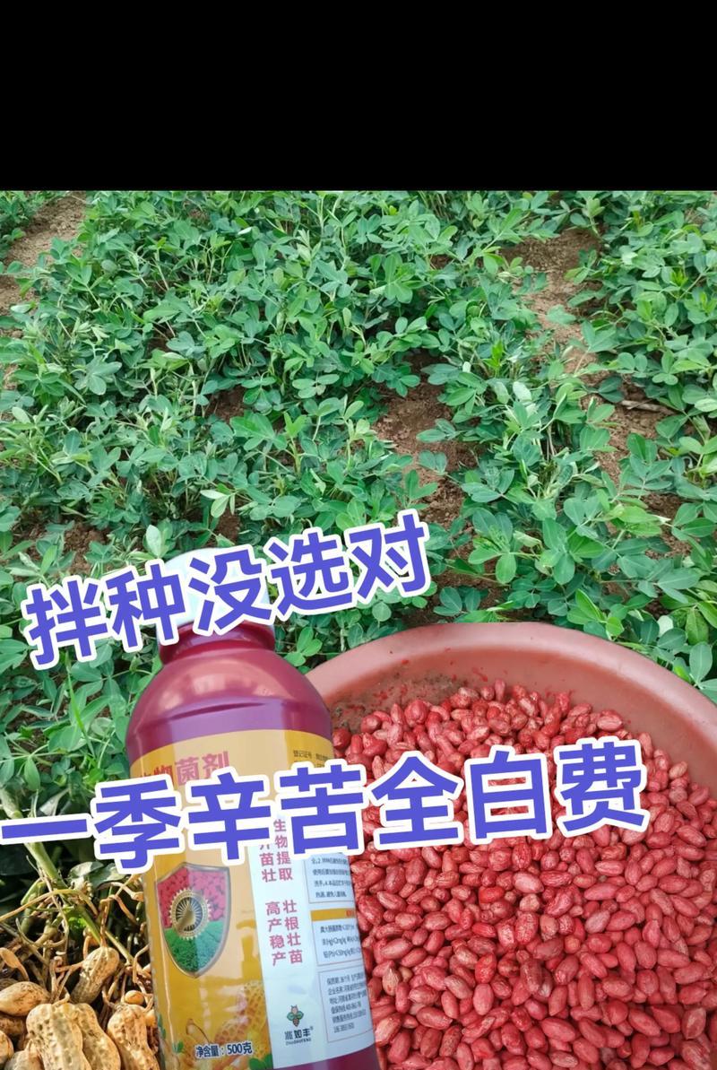 花生种植的条件和要求（气候、土壤和地区对花生种植的影响）