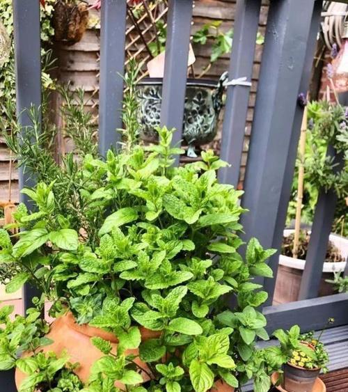 室内养薄荷的注意事项（薄荷，不仅是口腔清新剂）