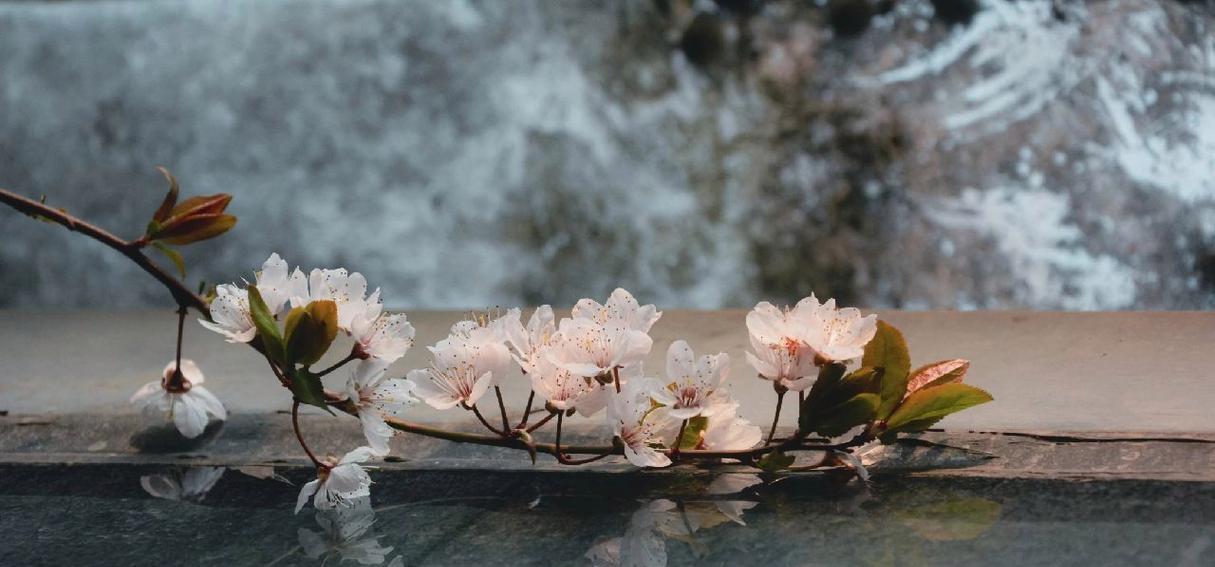 红叶李的开花时间及花期详解（春季花园必备，赏花、观赏价值俱佳的红叶李）