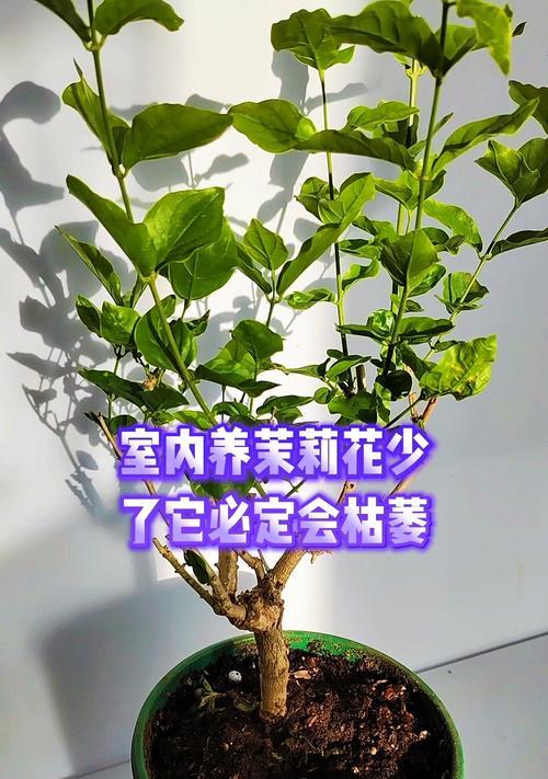 抹丽花养护指南（打造美丽花园的秘密）