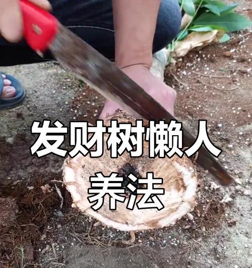 小发财树烂根了怎么处理？（有效防治小发财树烂根的方法与技巧）
