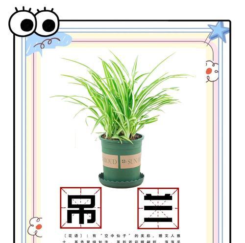 如何处理黄叶问题的吊兰养护方法（吊兰黄叶怎么办？教你解决吊兰叶子发黄的问题）