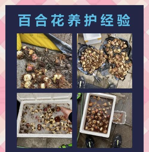 百合花只开一半，如何处理？（百合花开放不全，有哪些处理方法？）