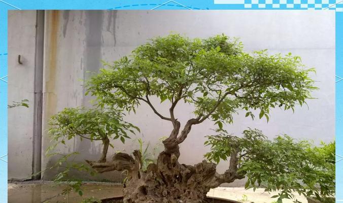 黄荆冬天能否存活？——寻找适合黄荆生长的季节（黄荆的生态环境、适宜种植季节及关键因素分析）