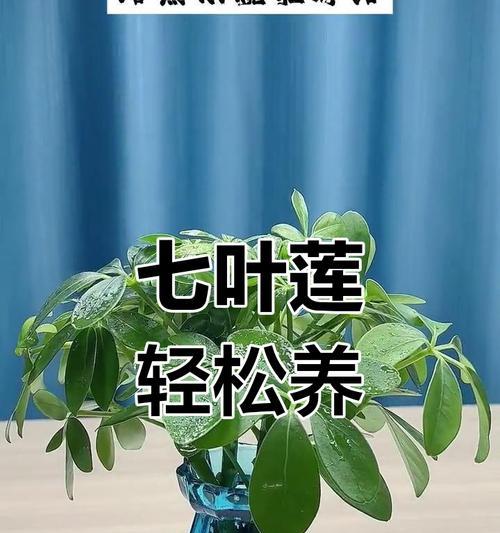 七叶莲花的分盆方法与注意事项（关键步骤详解，让你的七叶莲花茁壮成长）