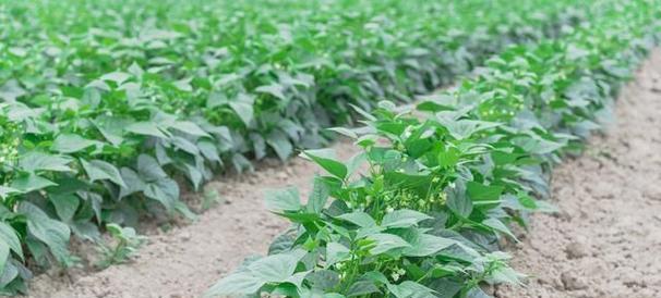 眉豆种植指南（最佳种植时间、技巧和注意事项）