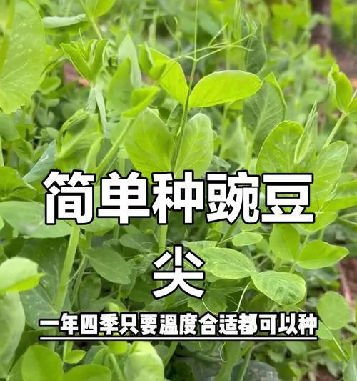 豌豆的种植与利用（探秘豌豆的生长过程及其多样化用途）