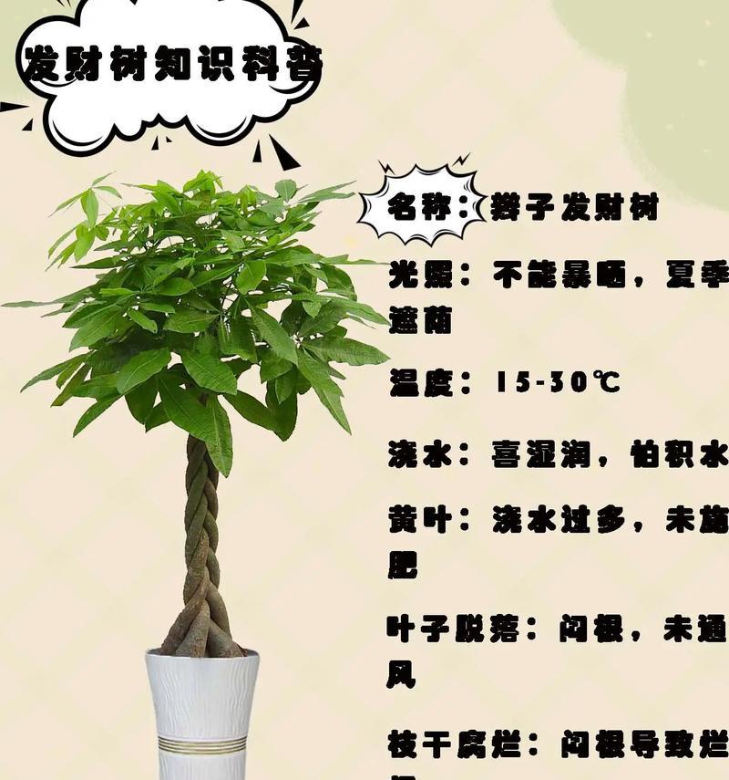 以水养发财树的养护技巧（打造繁荣富贵的发财树生活，）