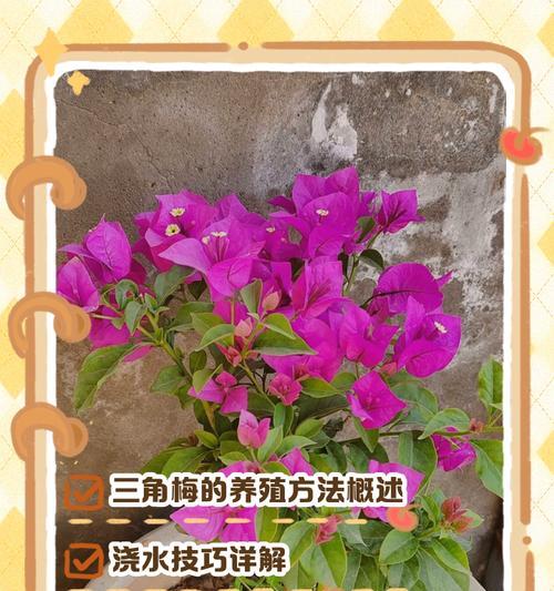 三角梅浇水过多的危害及应对方法（解决三角梅过度浇水问题，让你的植物健康茁壮）