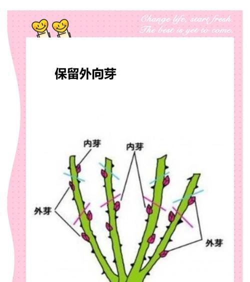 月季花的剪枝技巧及注意事项（如何正确剪枝月季花，让其更加健壮美丽）