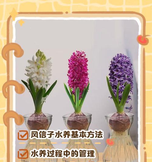 风信子开花后的分根技巧（如何正确分根风信子以促进下一季的生长和开花）