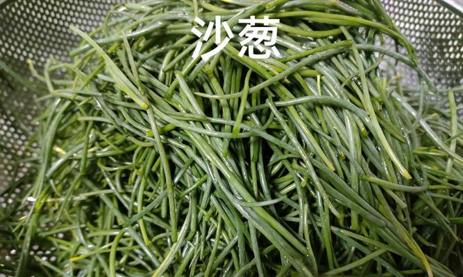 探秘沙葱的健康功效（沙葱——清热解毒、抗菌利器）