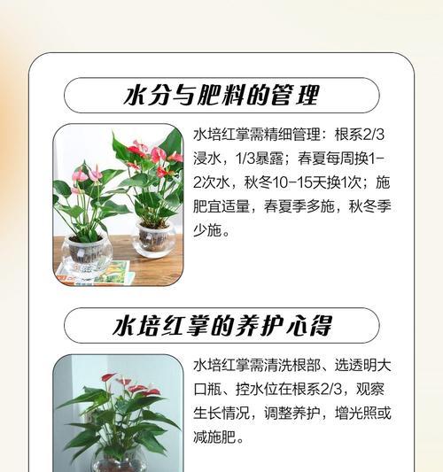 红掌水养发黄的救命方法（告别发黄头发，重拾秀发光彩）