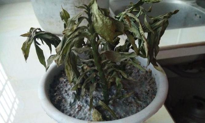 仙鹤花打蔫了怎么办？（保护仙鹤花健康的小窍门）