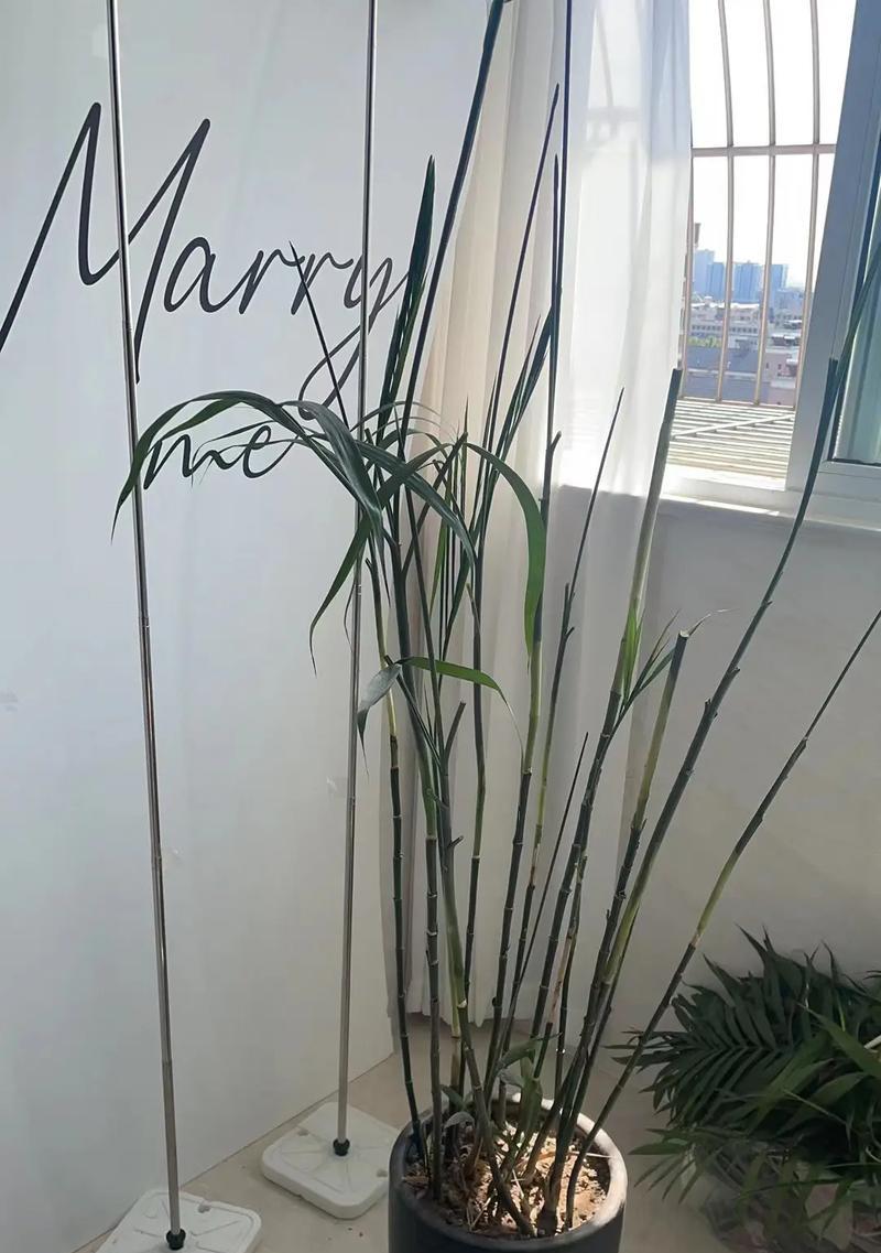 散尾葵出虫问题的应对措施（以散尾葵为例，教你如何有效处理植物虫害）