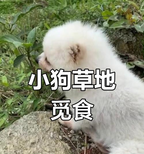 小草狗养护指南（打造幸福健康的小草狗生活）